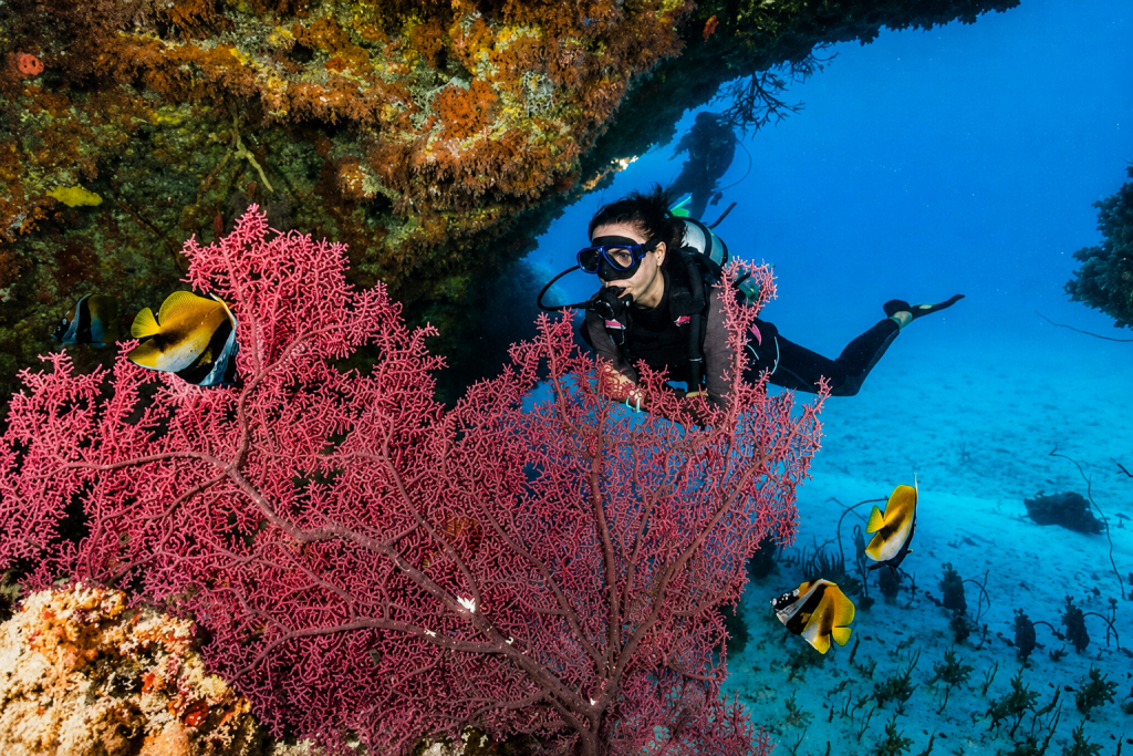 Grand Island Goa scuba diving diver exploring colorful coral reef during underwater adventure