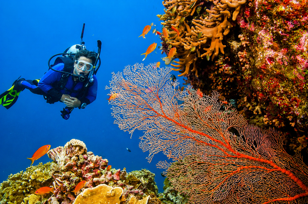Grand Island Goa scuba diving diver exploring colorful coral reef during underwater adventure